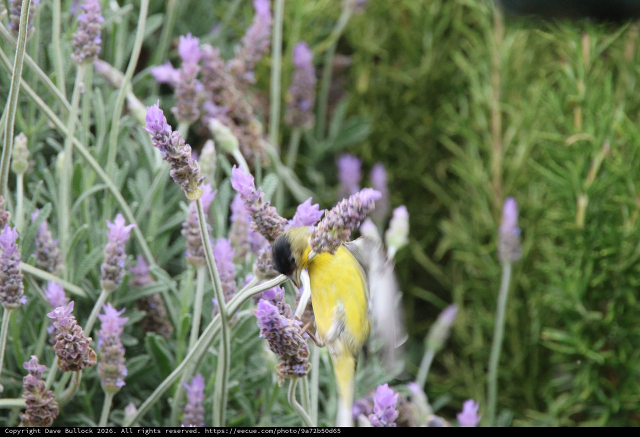 Goldfinch Feeding on Purple Lavender Flowers