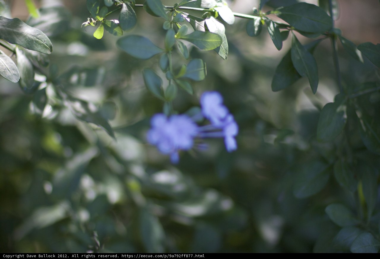 Blue Geranium Flower on Branch