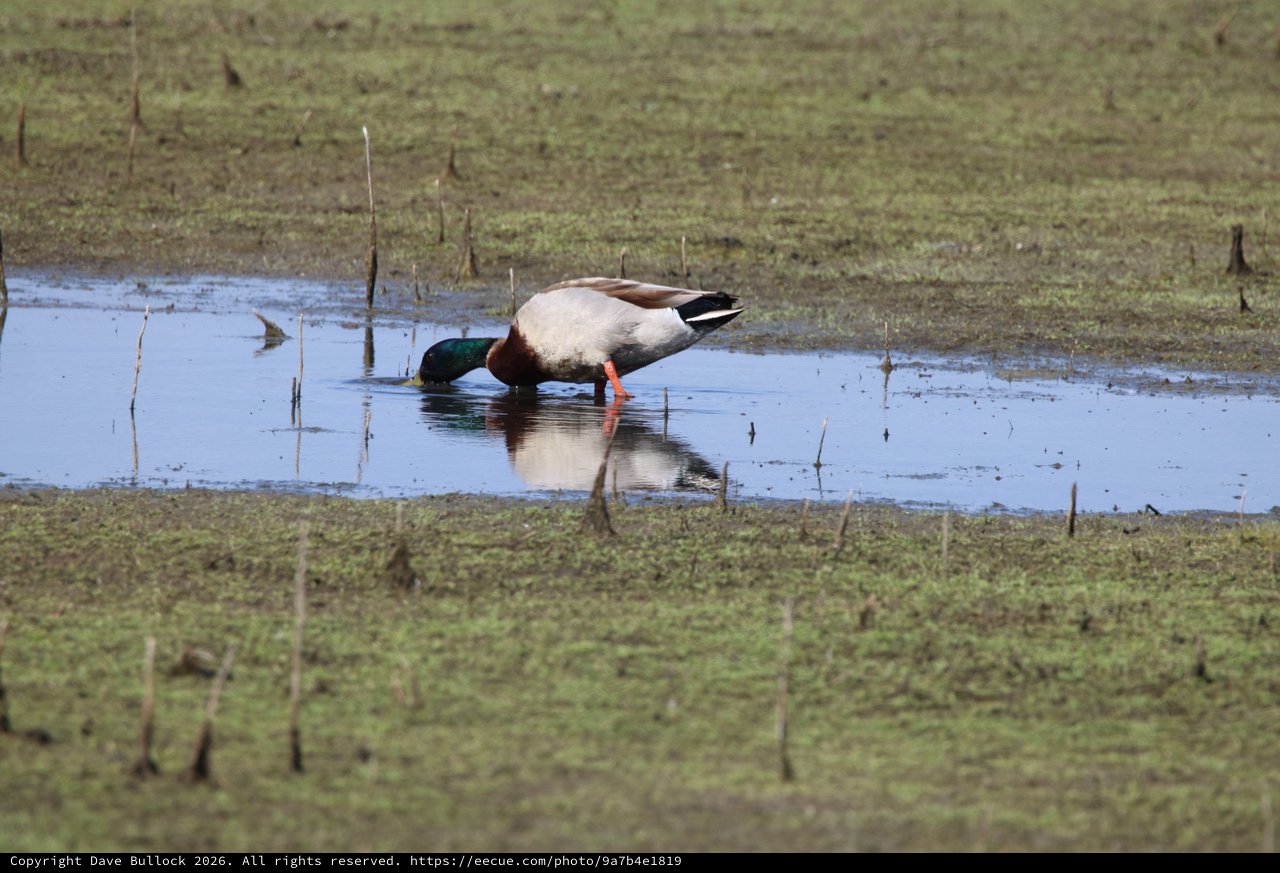 Male Mallard Duck Foraging in Shallow Wetland