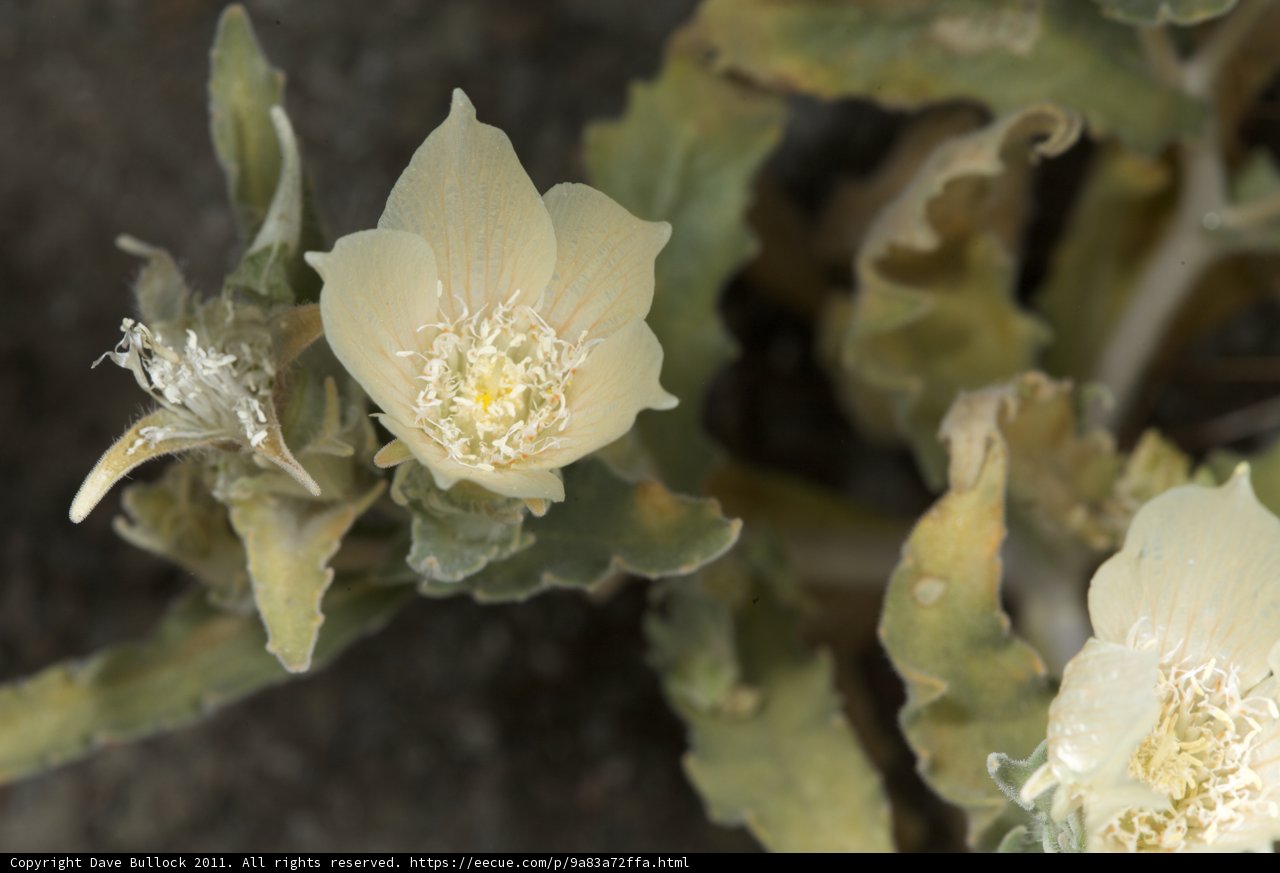 White Petals in Bloom