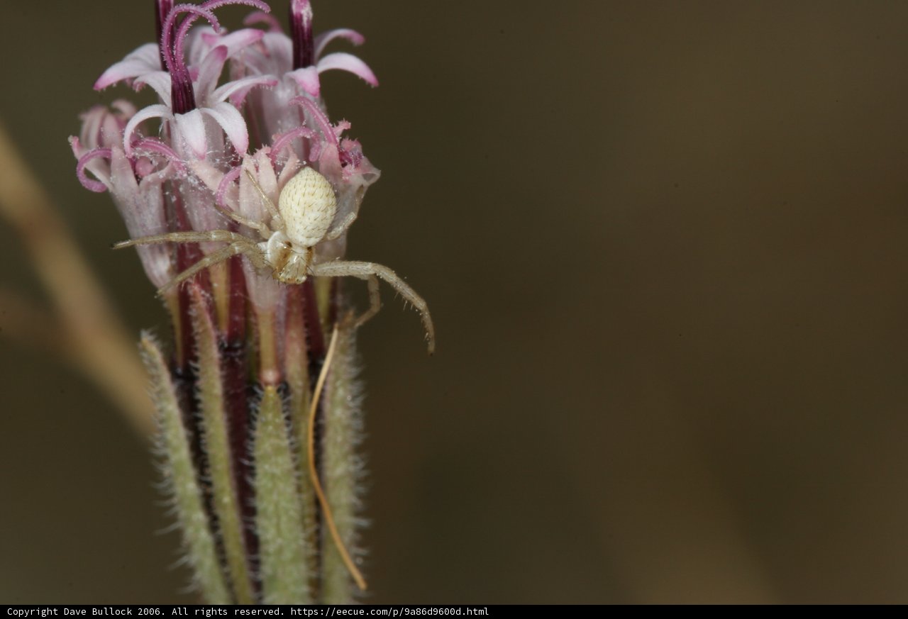 Garden Spider on Wildflower