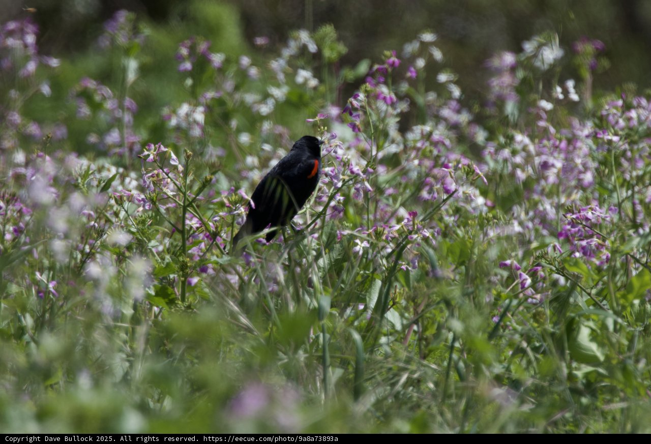 The Blackbird's Sanctuary