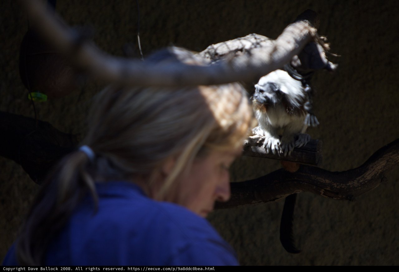Monkeying Around at the Zoo