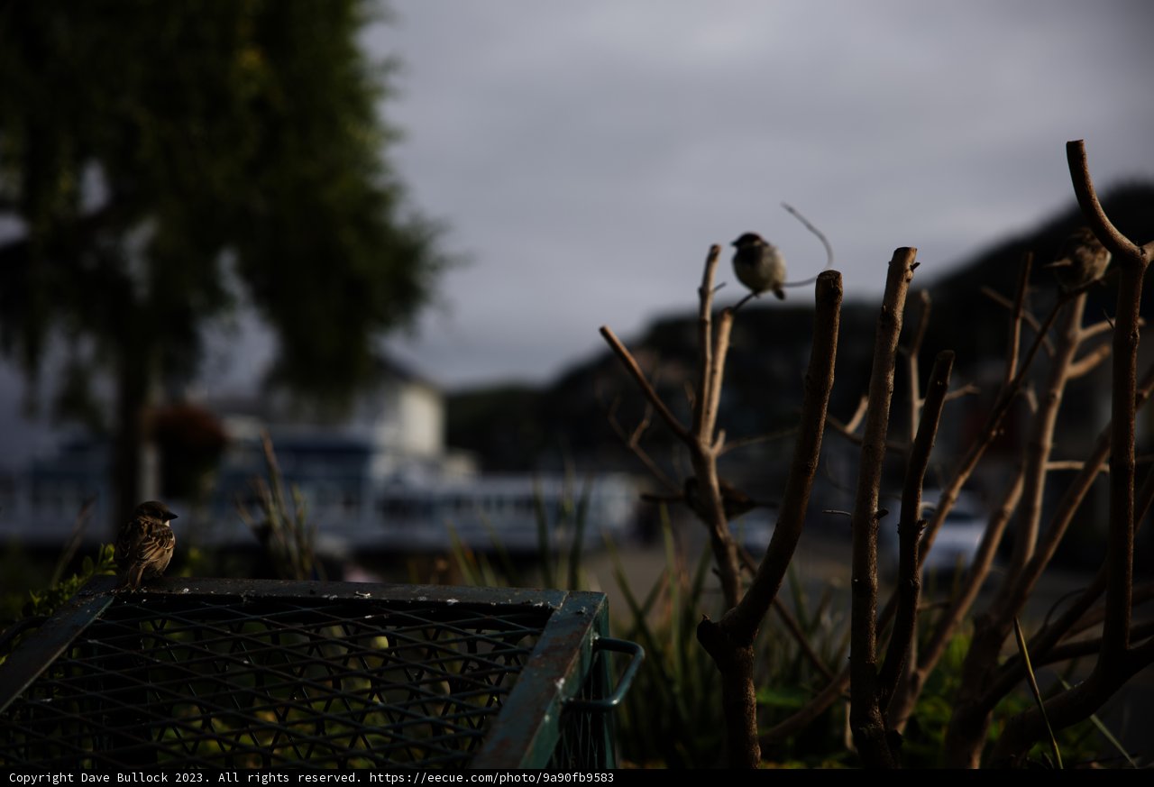 A Chirpy Encounter