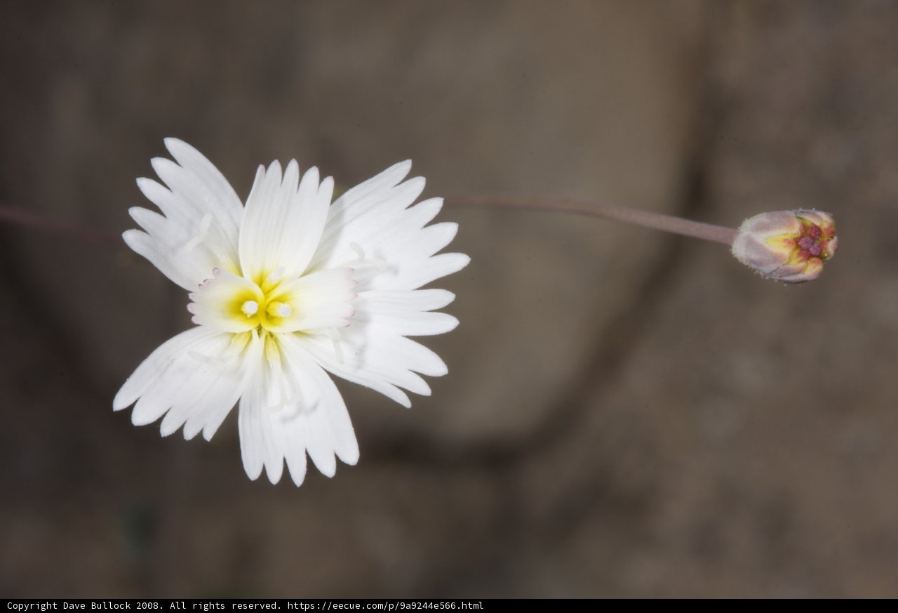 Lone Daisy on the Rock