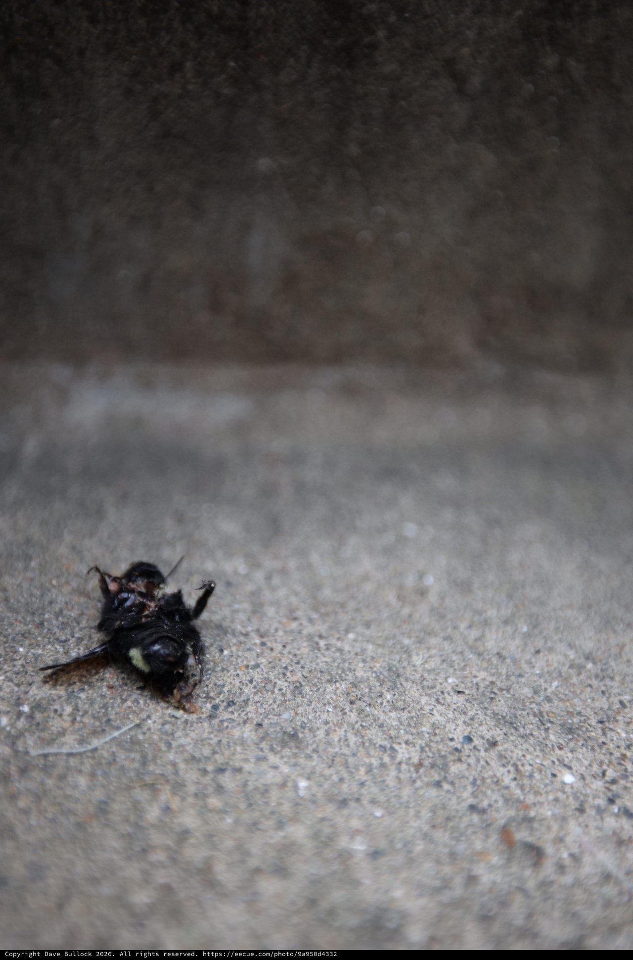 Dead Carpenter Bee on Concrete Path