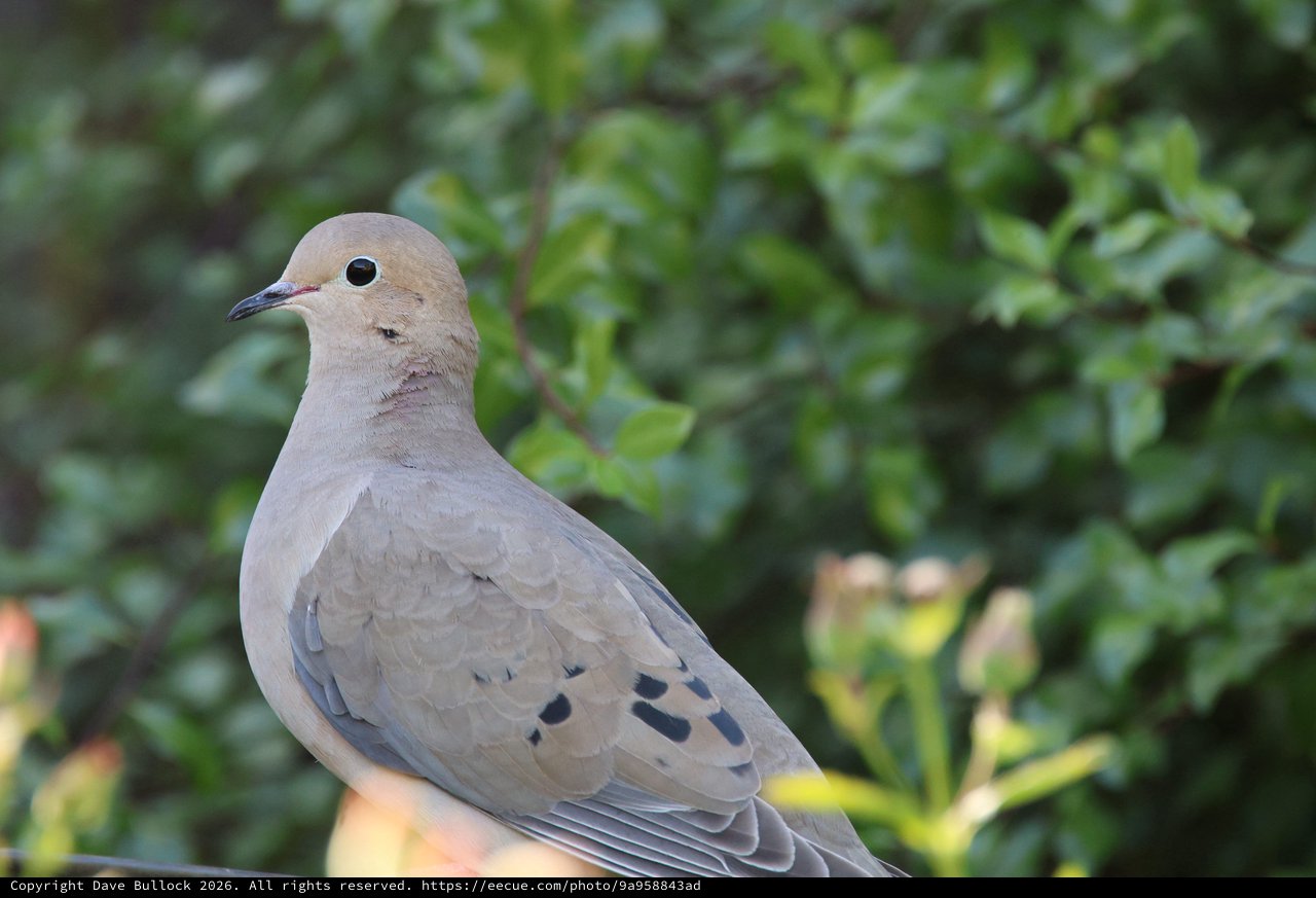 Mourning Dove Portrait in Natural Garden Setting