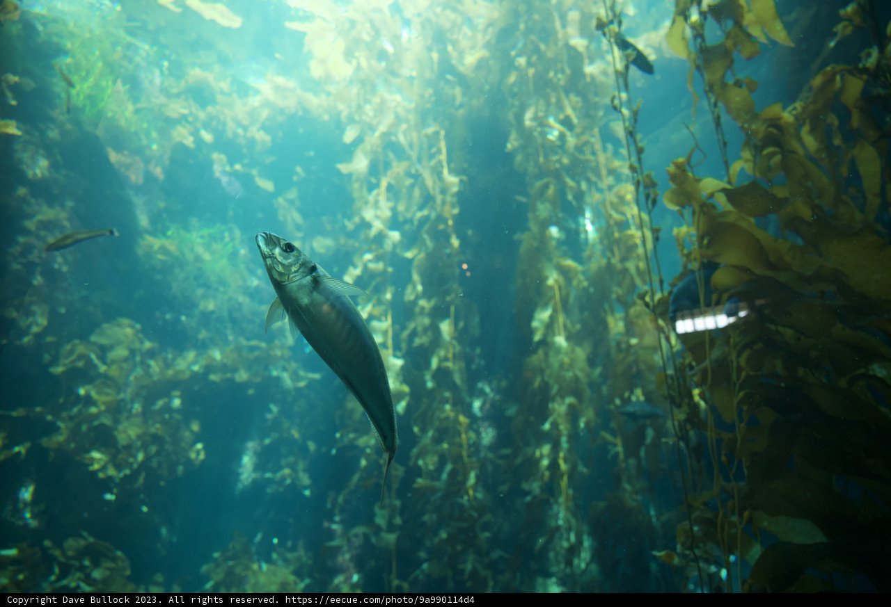 Underwater Dance in Monterey: Coho Among the Kelp