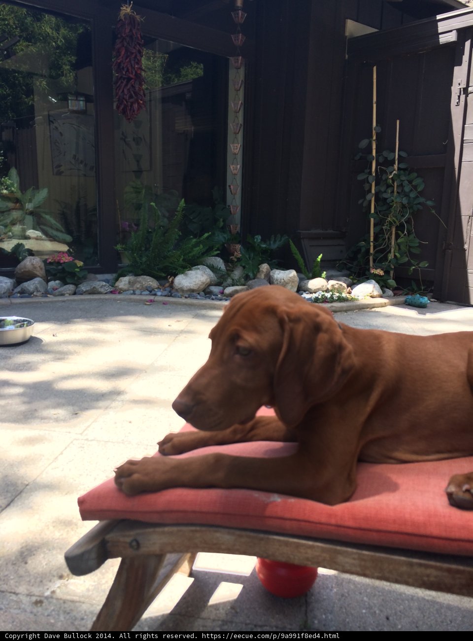 Puppy on the Red Chair