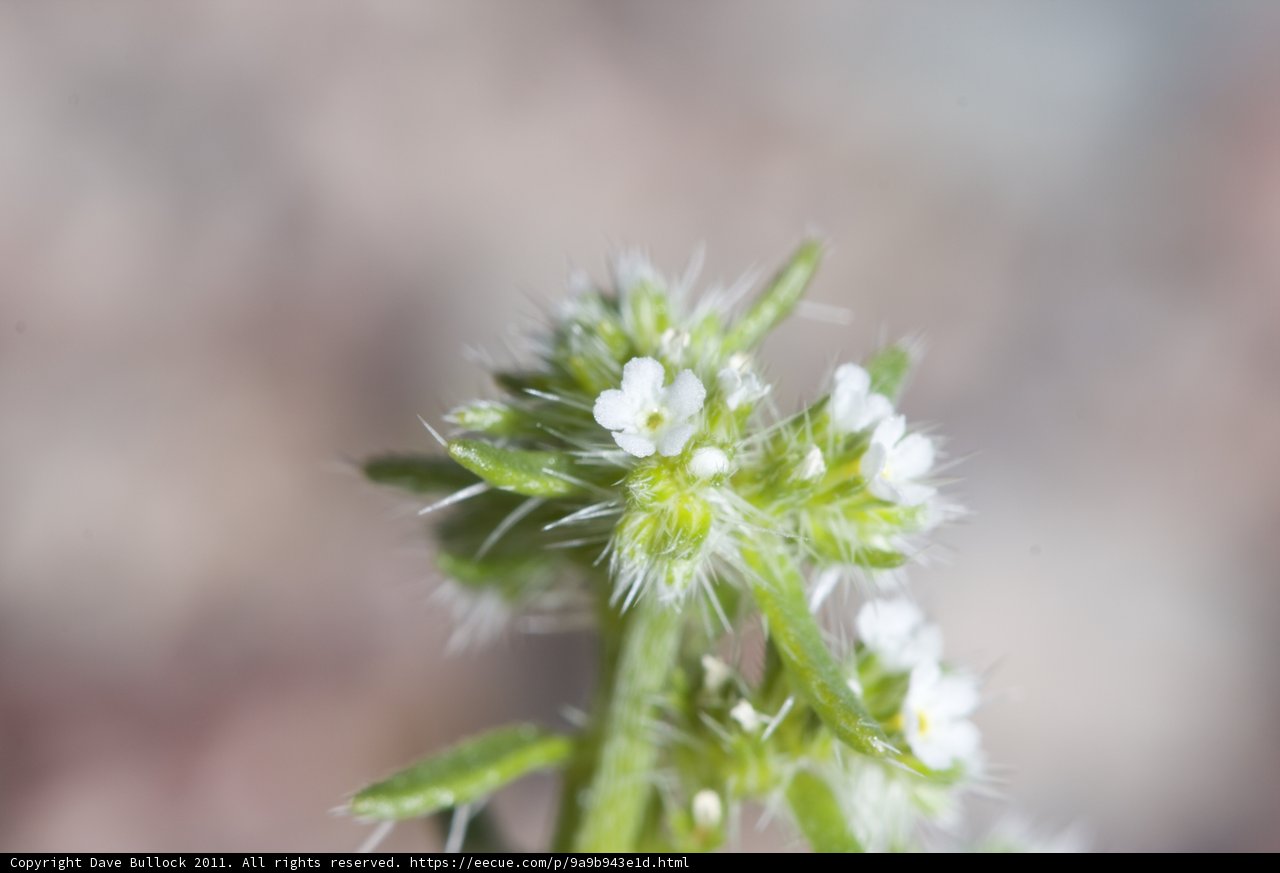 Delicate White Blossom