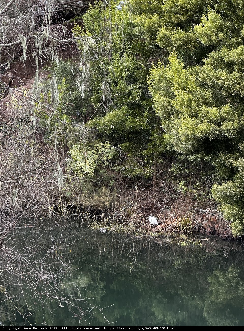 Serene Nature in the Heart of California