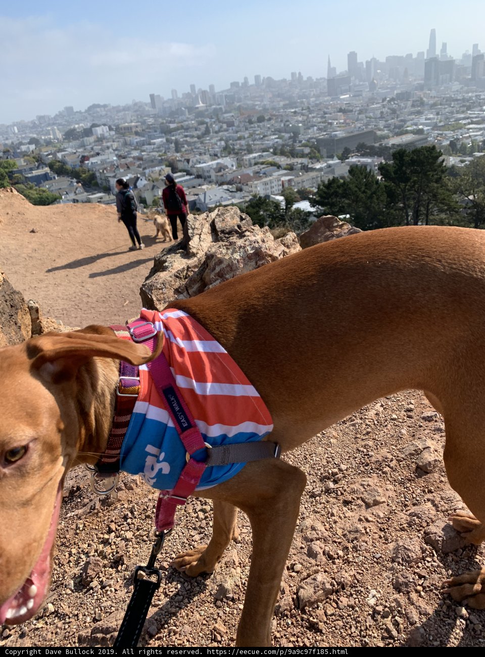 Patriotic Pup in the City