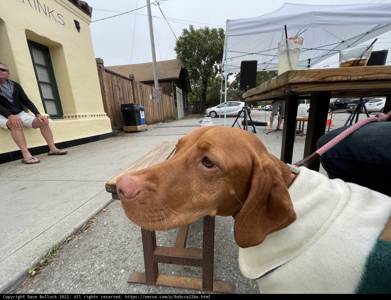 The Pensive Vizsla