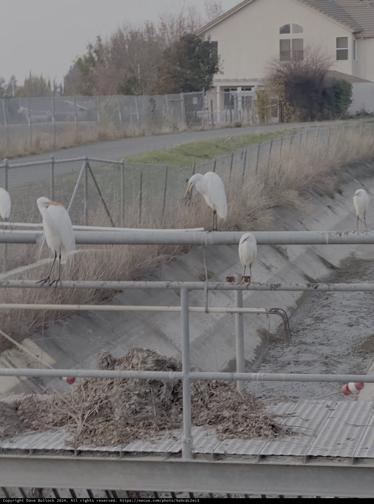 Great Egrets Perched on Construction Site Barriers