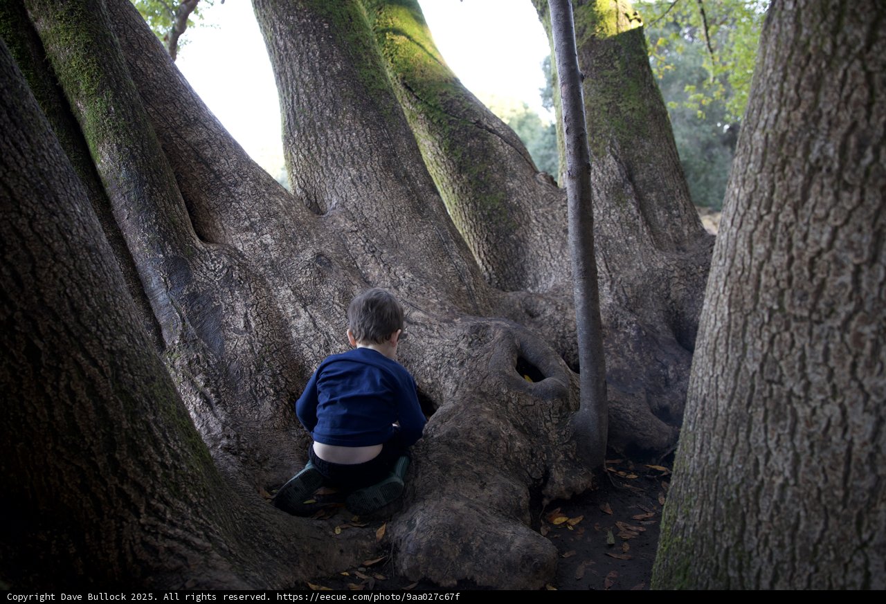 Nature's Embrace