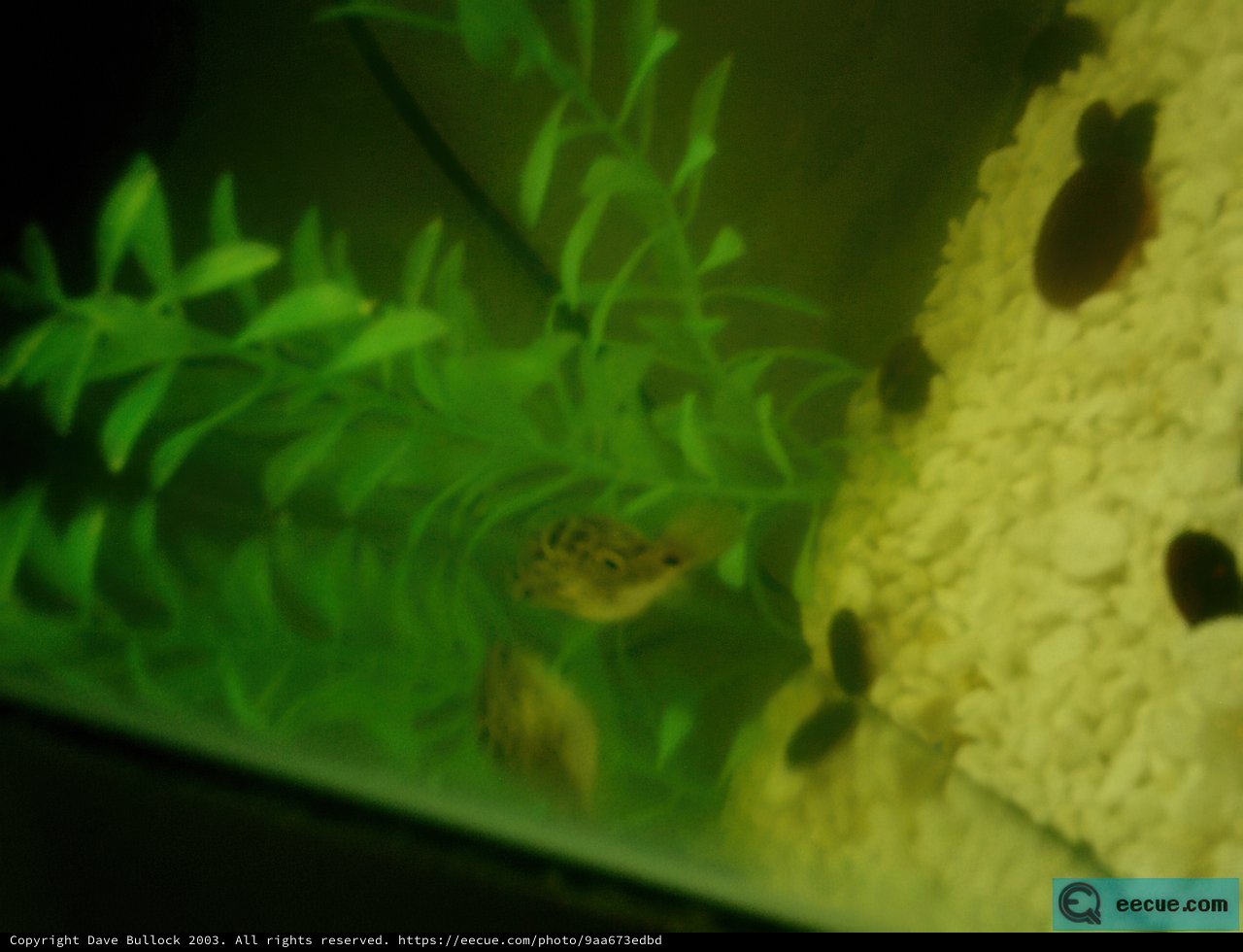 A Serene Underwater Garden