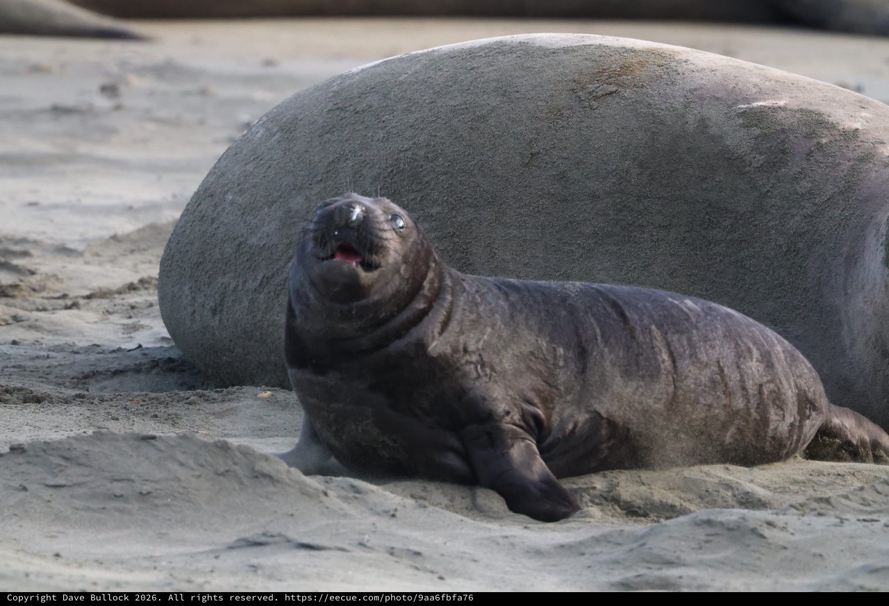 Northern Elephant Seal Pup Resting on Sandy Beach