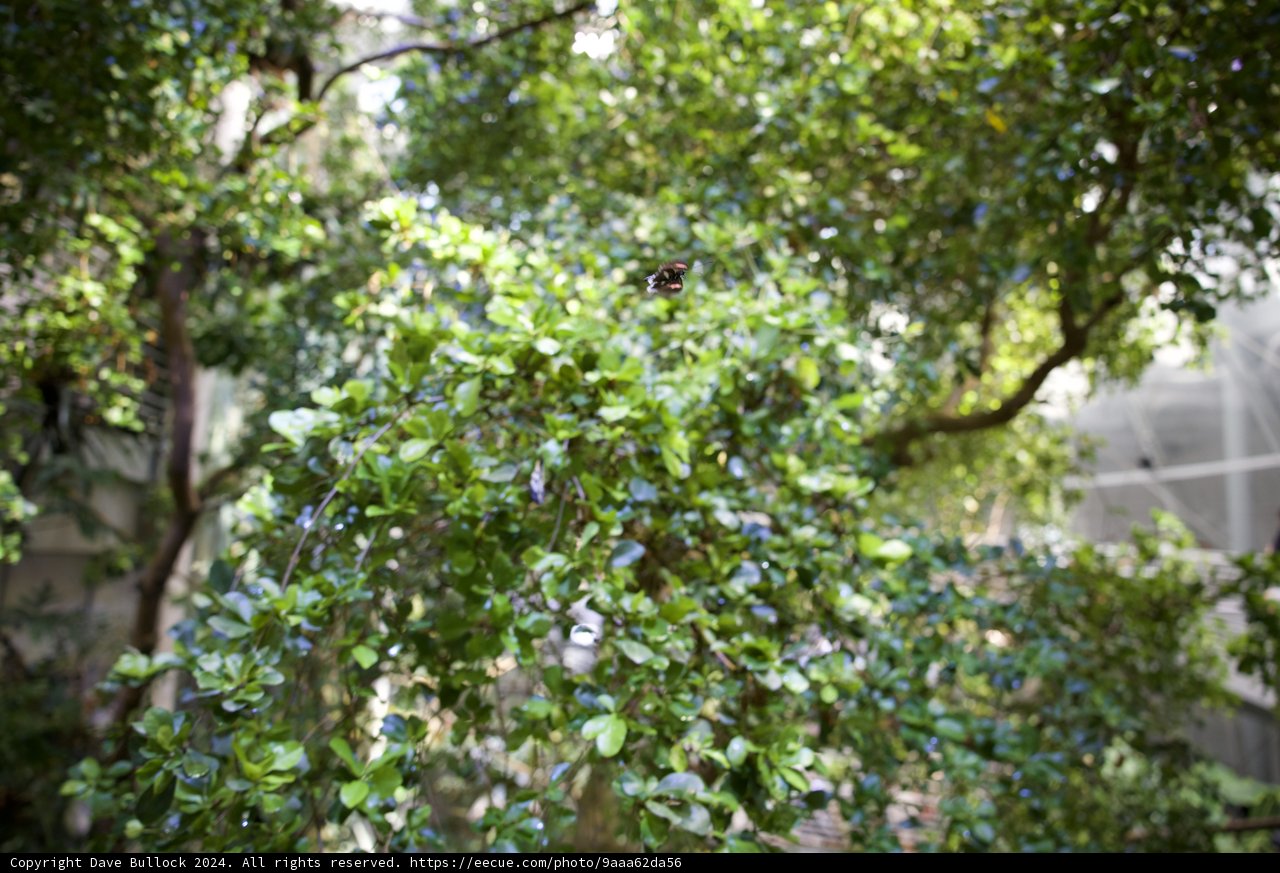 The Grandeur of Nature: Magnificent Tree in the Rainforest