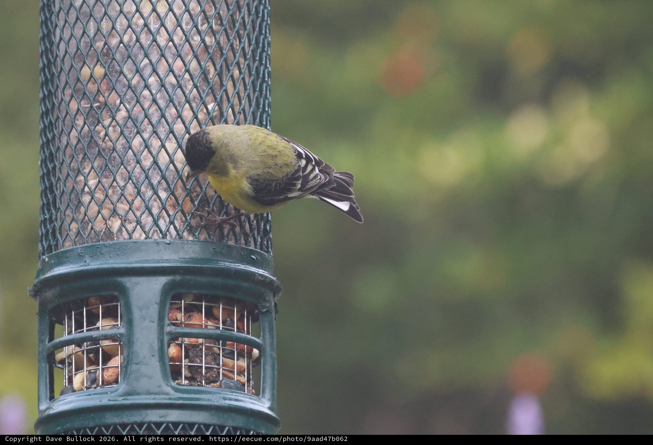 Lesser Goldfinch Feeding at Backyard Bird Feeder