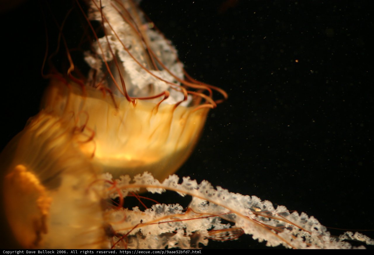 Graceful Jellyfish