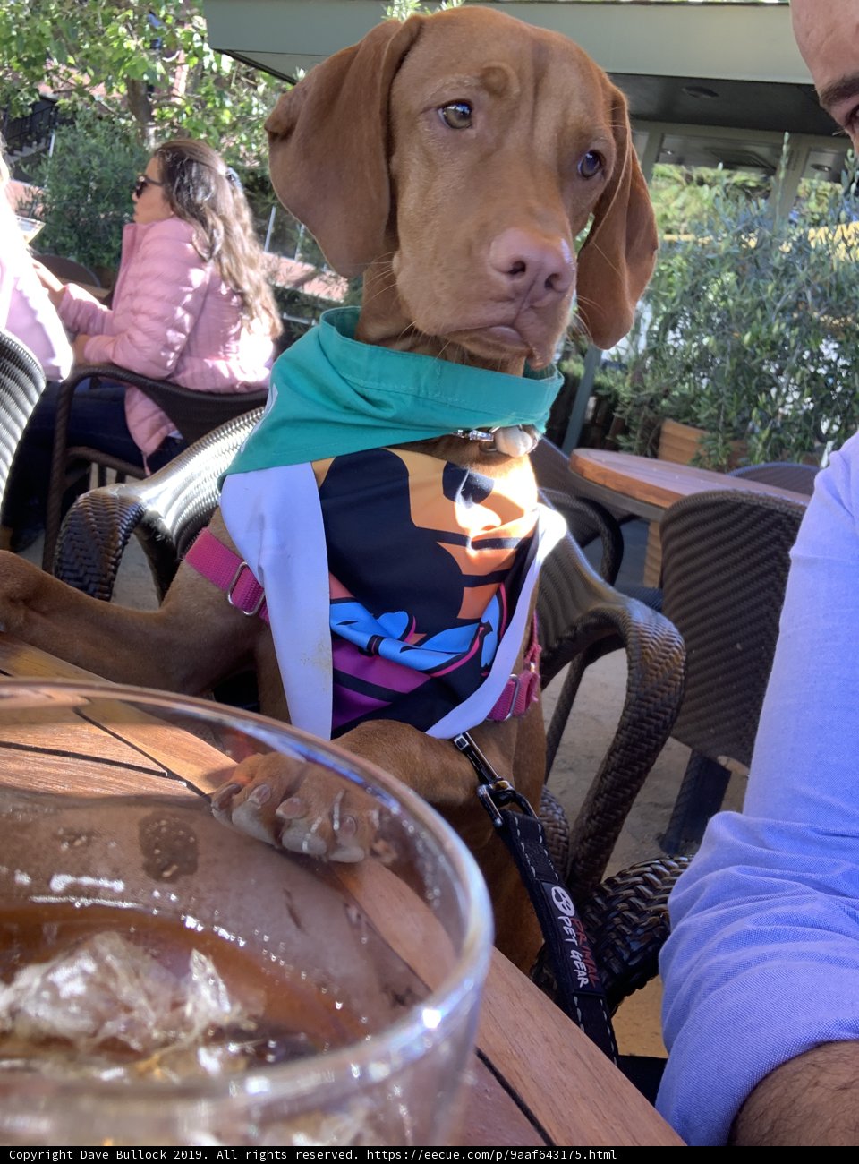 Bandana-wearing Vizsla enjoys a drink