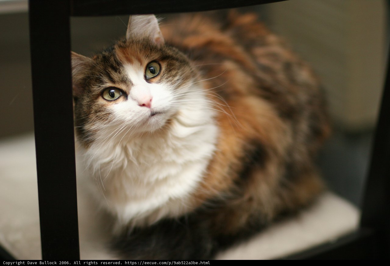 Purrfectly Poised