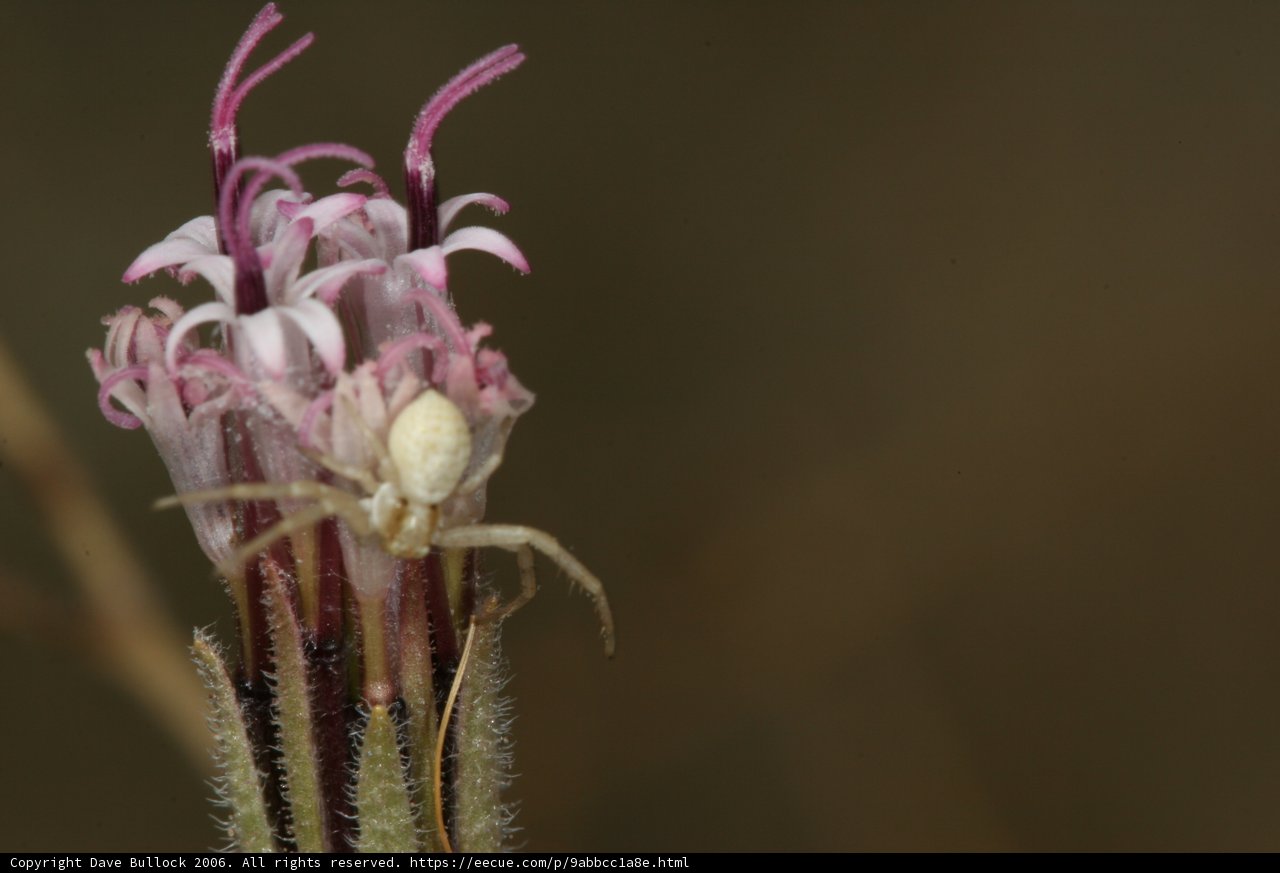 Garden Spider Sitting on Acanthaceae Flower