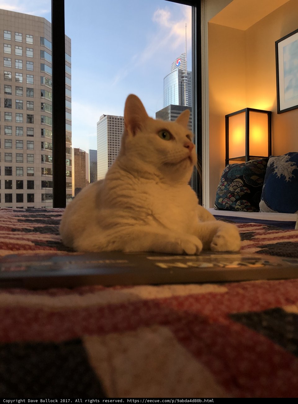 Cozy Cat with a City View