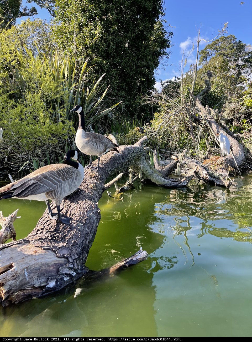 Geese Gathering on a Fallen Tree Branch at Stow Lake