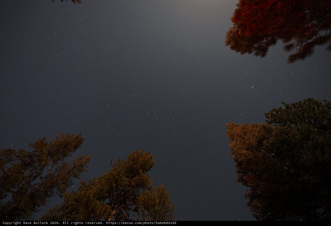 Star-Filled Night Sky Over Pine Forest