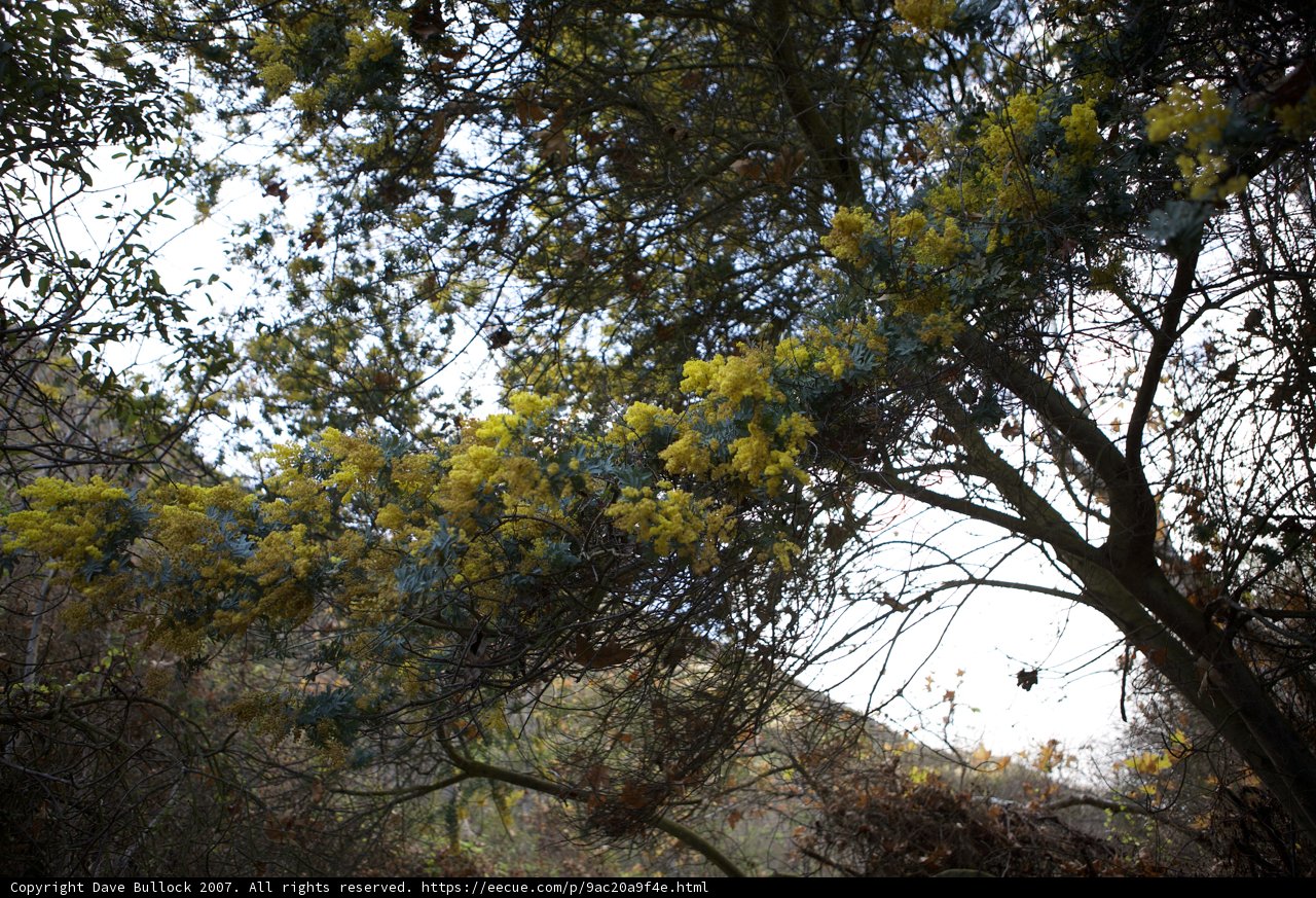 Mimosa Tree in the Woodland