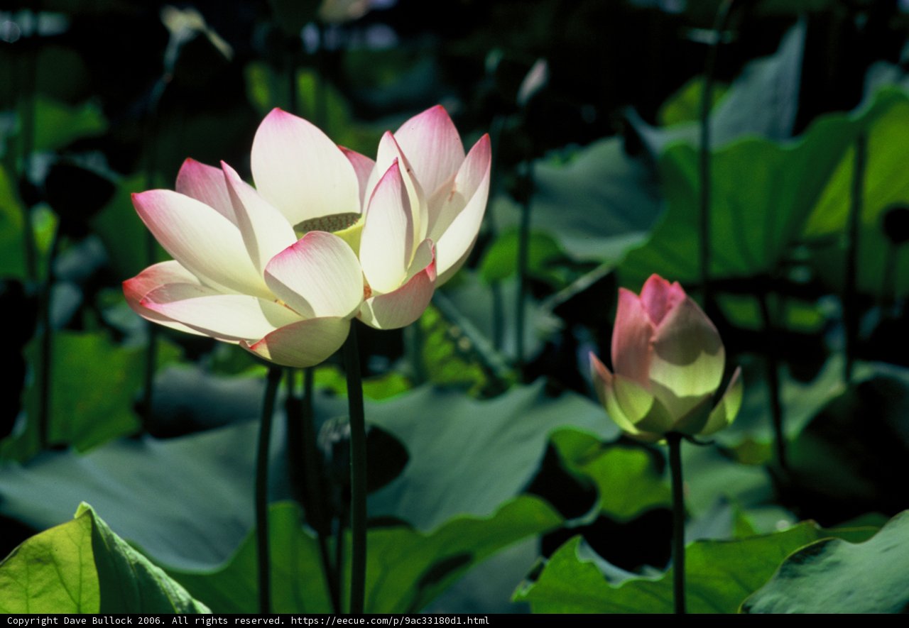 Lotus Bloom