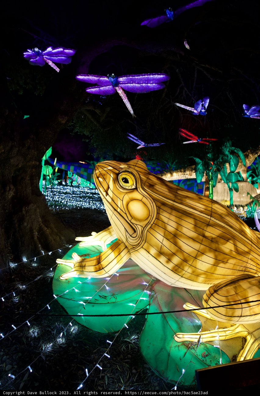 The Luminous Amphibian of the Oakland Zoo