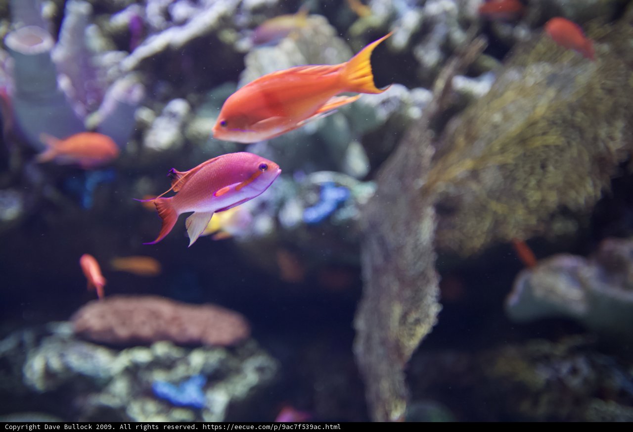 Swimming in Colorful Abundance