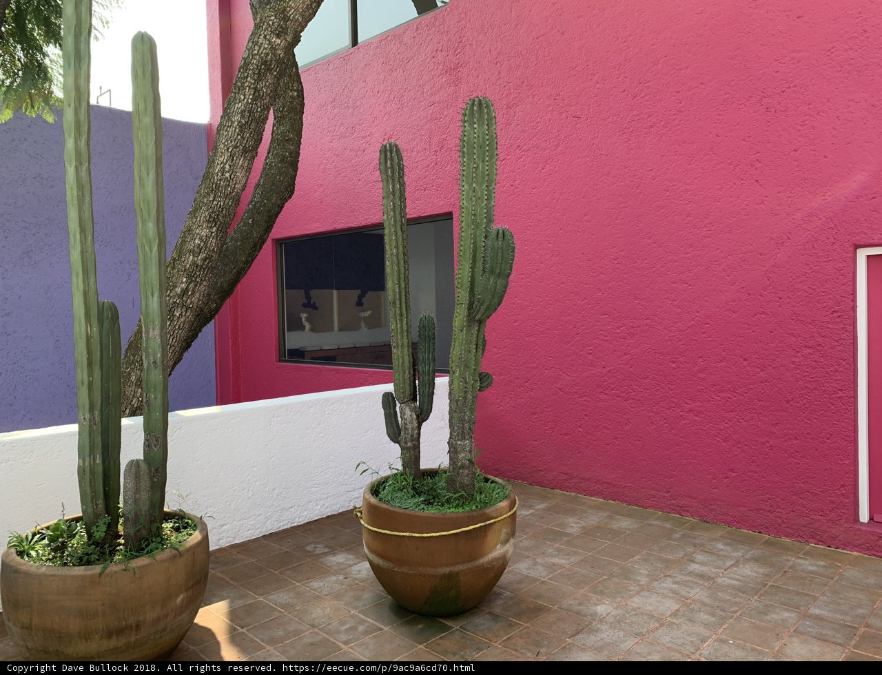 Cactus Duo on the Patio