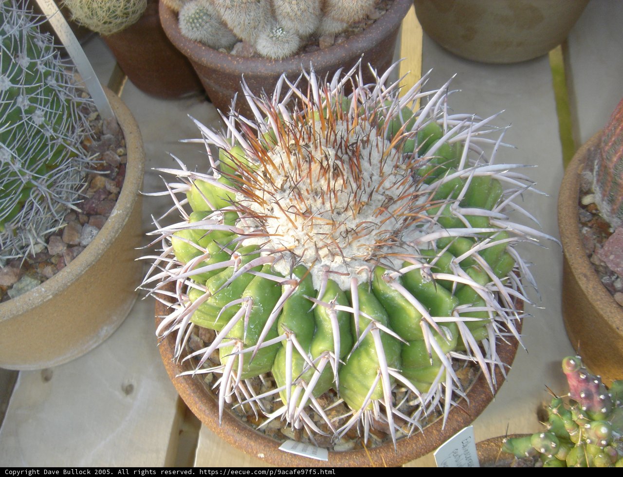 Desert Beauty
