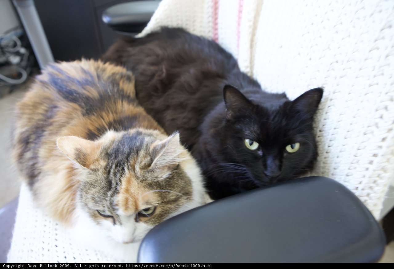 Cozy Cats on the Couch