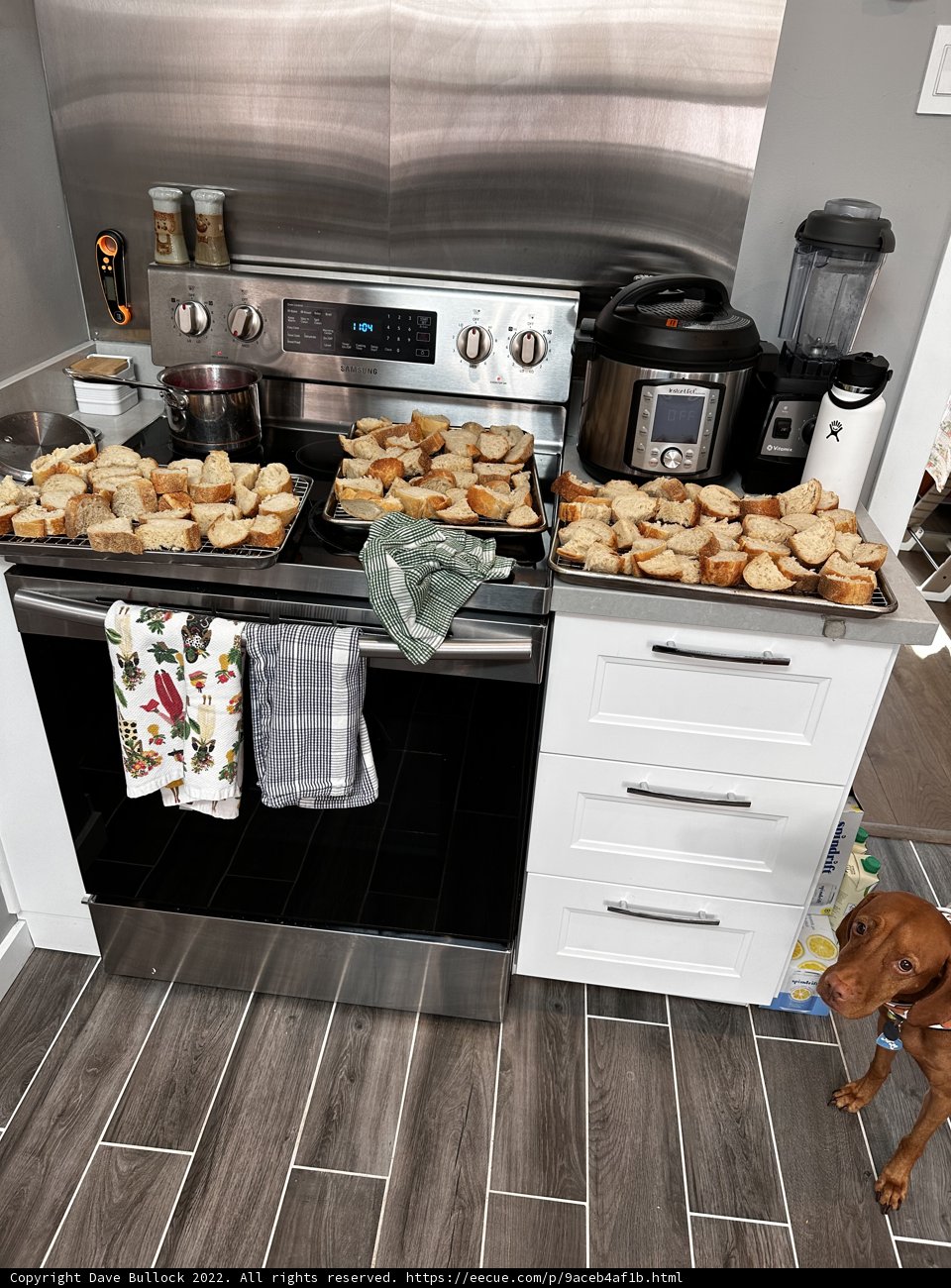A Canine Chef in the Kitchen