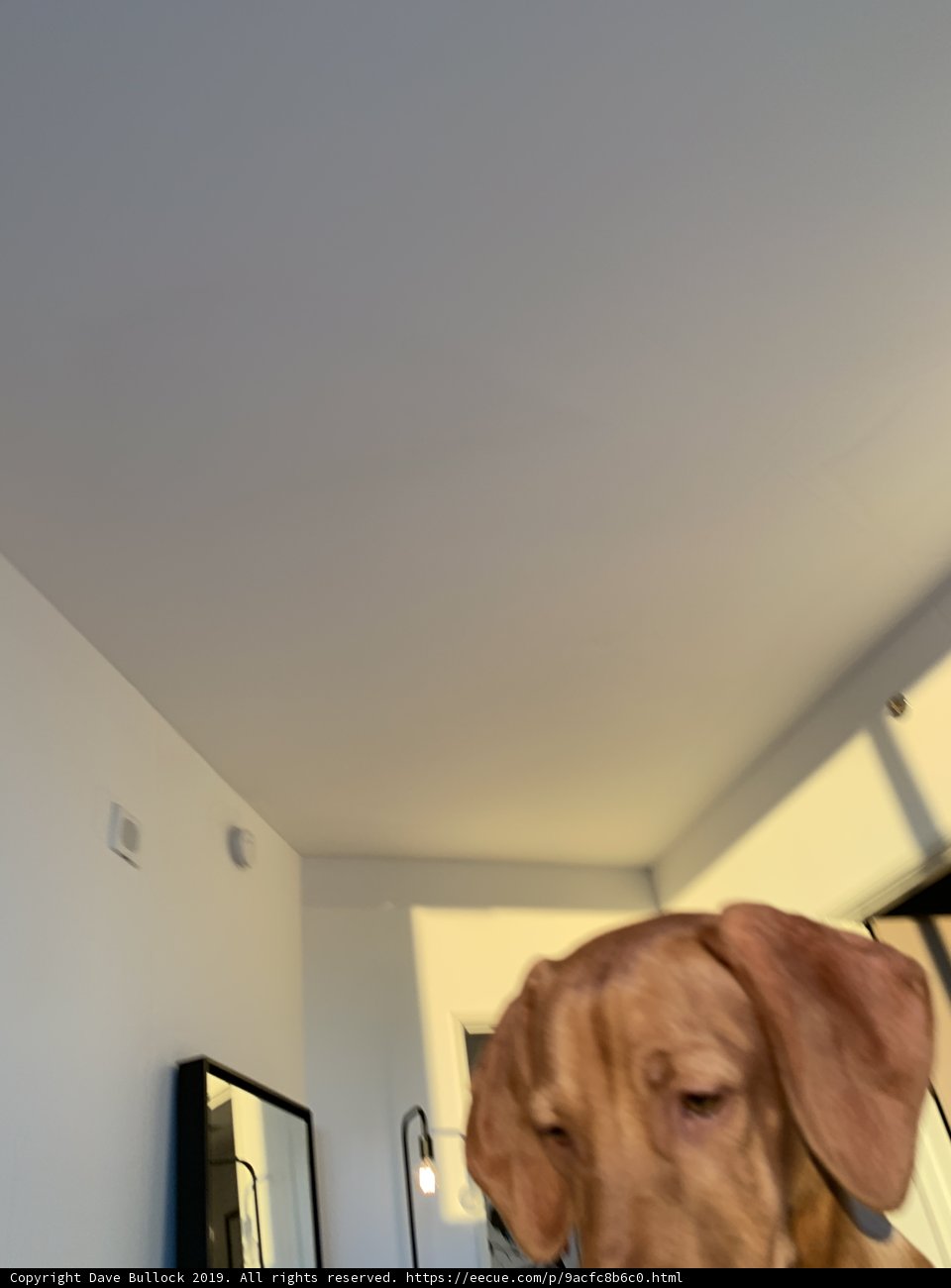 Furry photographer