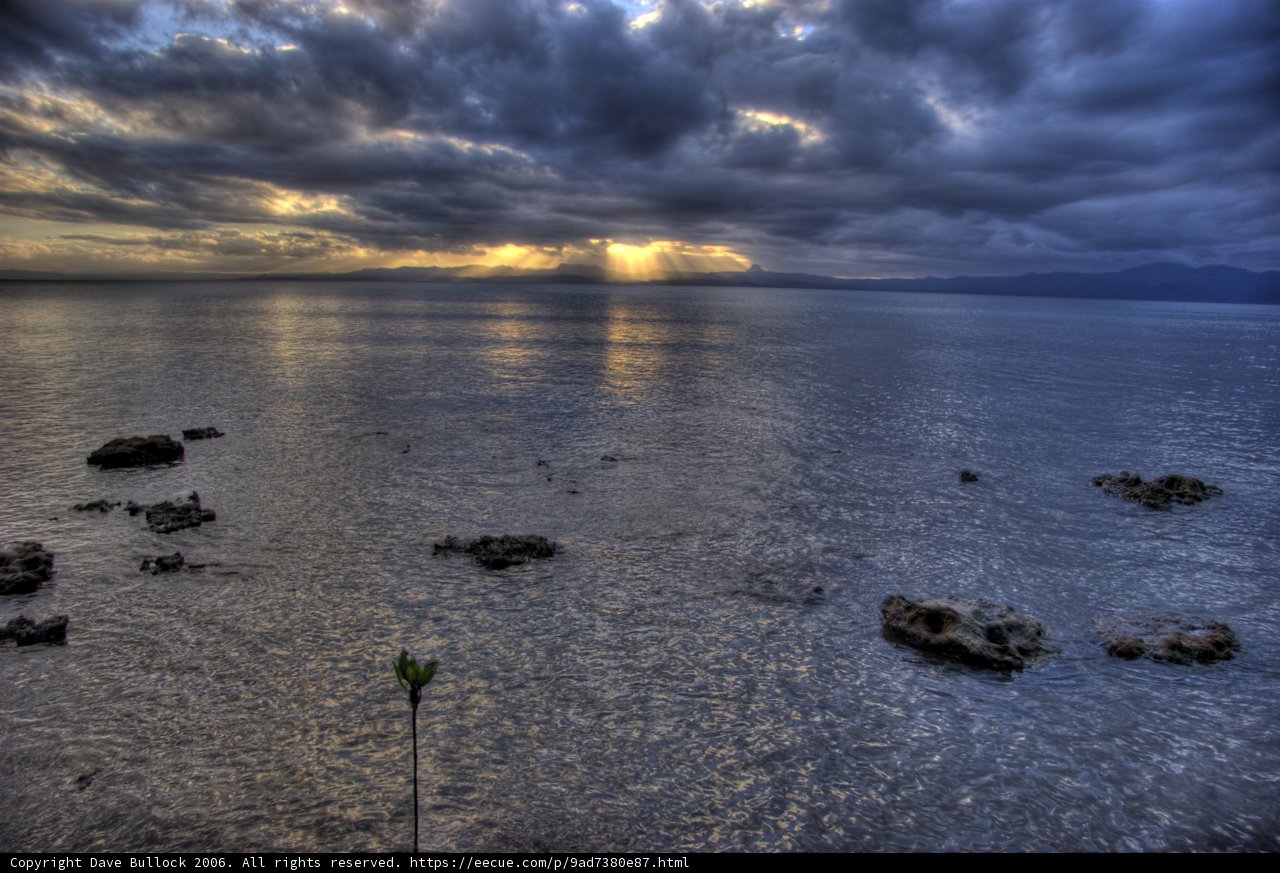 Lone tree serenades ocean horizon