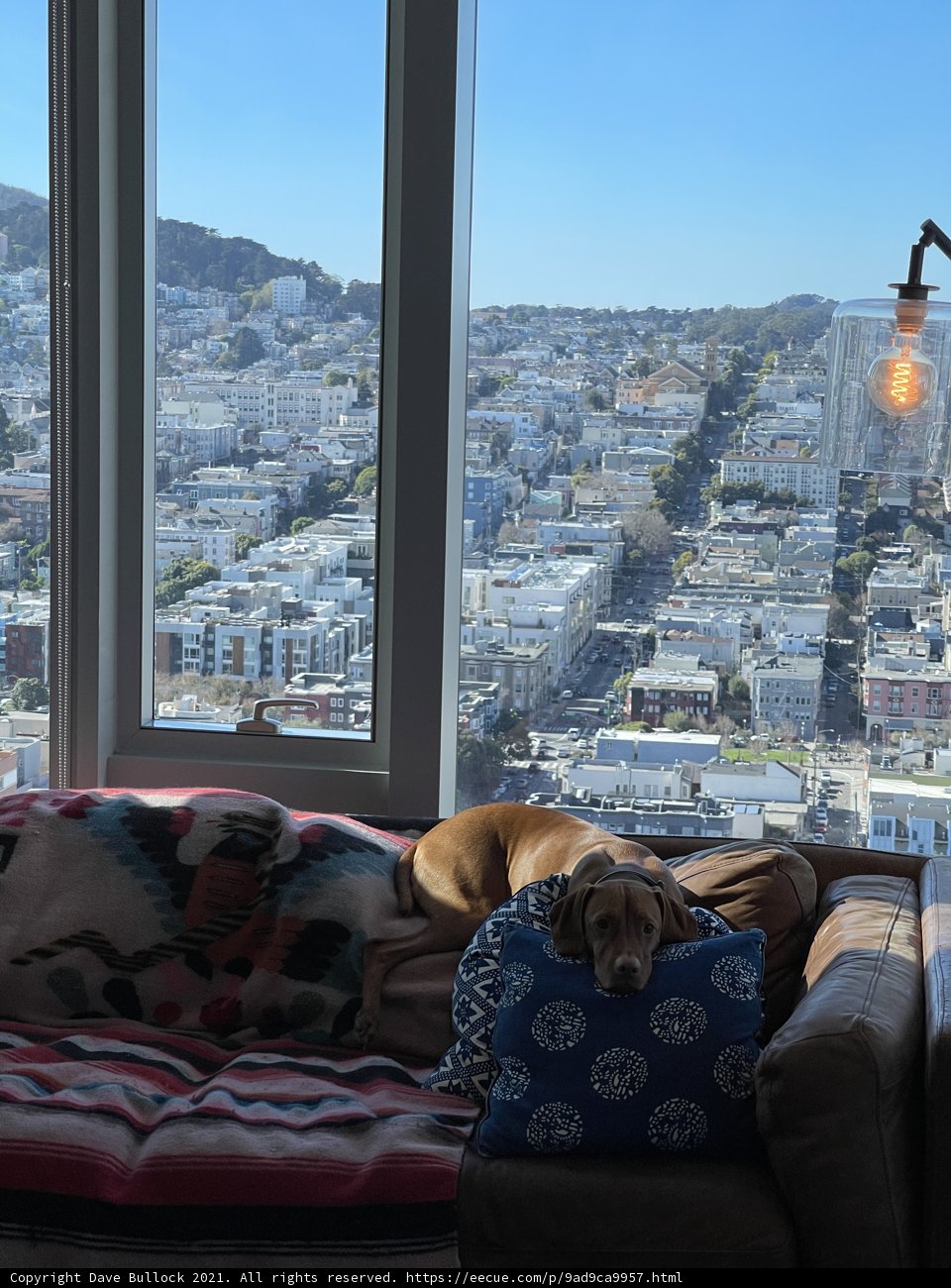 Urban Pup
