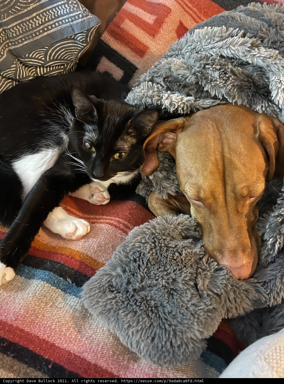 Feline and Canine Nap Buddies
