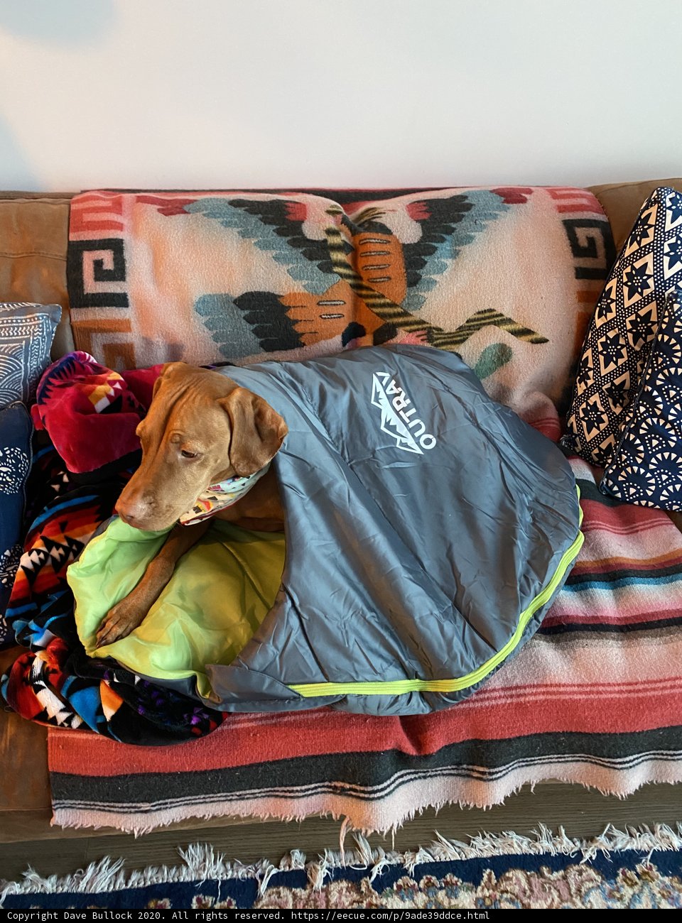 Sleeping Vizsla on Cozy Couch