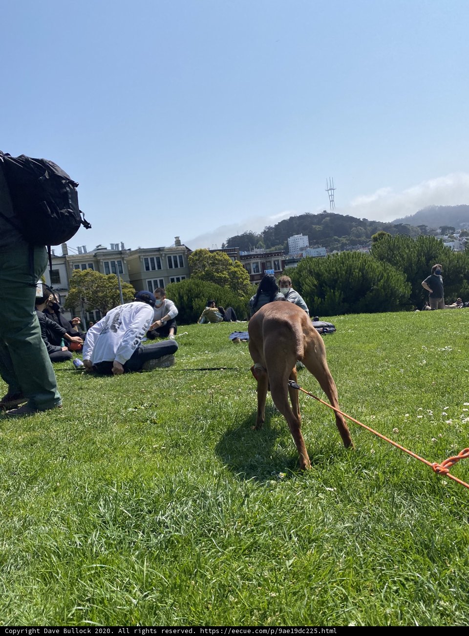 A Peaceful Walk in Alamo Square