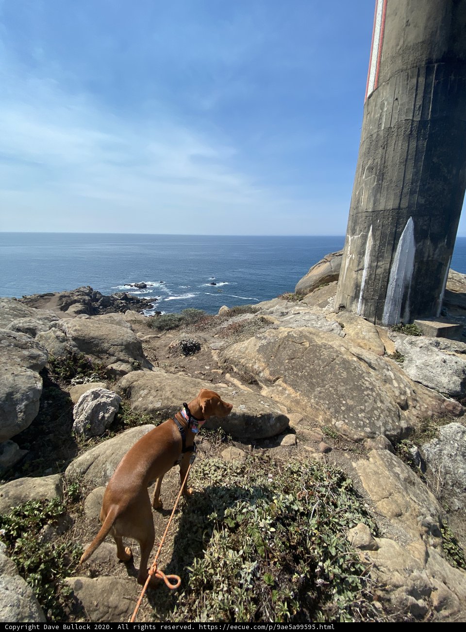 A Vizsla Puppy on a Rocky Hill Overlooking the Pacific Ocean