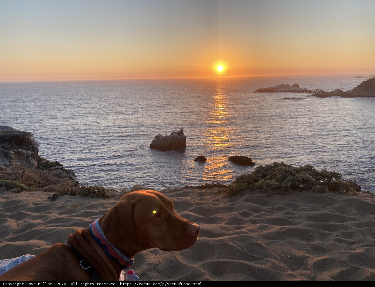 Canine Serenity on a Sunset Beach