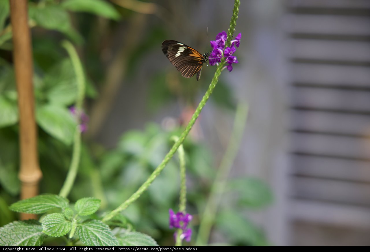 Delicate Encounter: Geranium Visitor