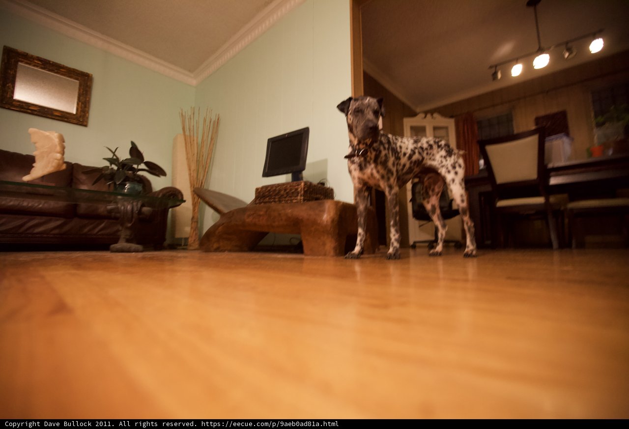 Paws on Hardwood Flooring