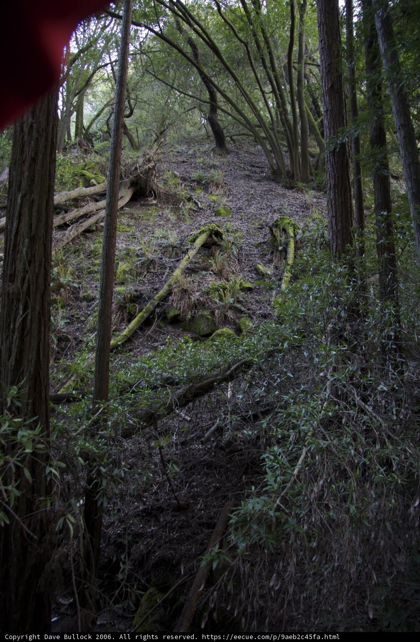 Bold Red in the Woodland
