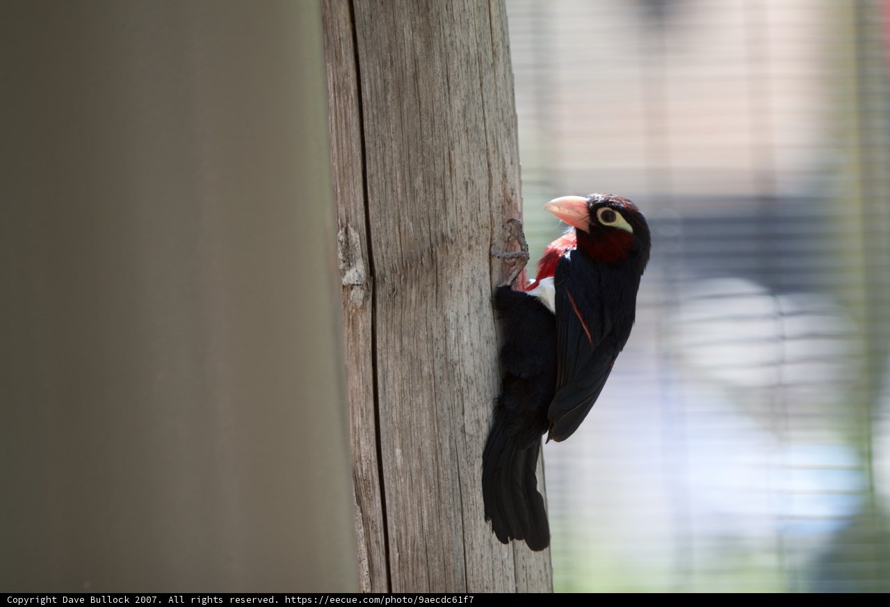 Black and Red Bird with a Fiery Beak